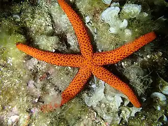 Étoile de mer rouge (Echinaster sepositus)