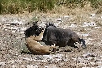 Lionne dévorant un gnou.