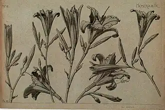 Etude d'hémérocalle, Henri Bergé, décembre 1912, Musée de l'Ecole de Nancy.