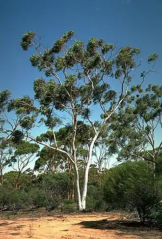 Description de l'image Eucalyptus capillosa subsp. capillosa habit.jpg.