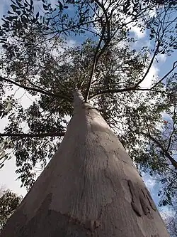 Eucalyptus dalrympleana aff poliophylla CHB11.AUS (du Mt Buffalo, Australie)