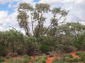 Description de cette image, également commentée ci-après