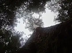 Eucalyptus regnans en Tasmanie