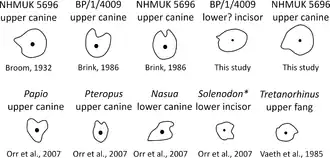 Quatre vues de canine blanche en coupe transversale de la canine d'Euchambersia (en haut à gauche), avec la reconstitution « rainurée » ultérieure (en haut au centre) et une nouvelle reconstitution (en haut à droite), par rapport à ceux d'autres mammifères (en bas).