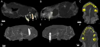 Radiographie sur fond noir montrant des rangées dentaires grises (les dents sont en jaune) de l'holotype (D-F) et du deuxième spécimen (A-C).