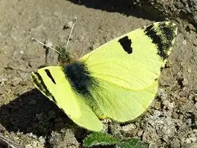 Description de l'image Euchloe bazae, anvers.jpg.