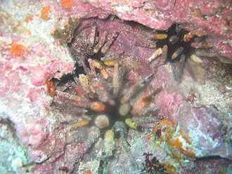 Eucidaris galapagensis