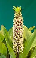 Eucomis montana sorti de terre.