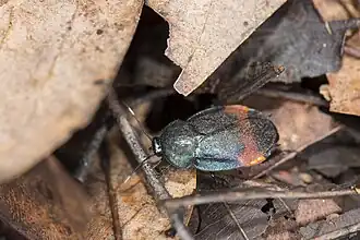 Description de l'image Eucorydia aenea dasytoides (34884154893).jpg.