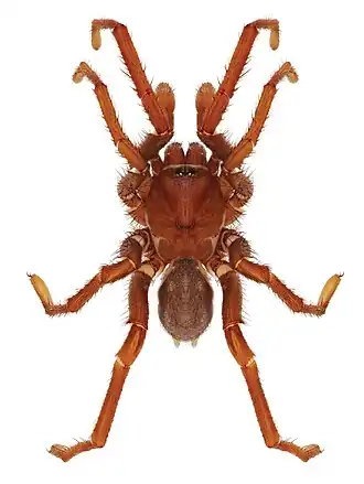 Description de l'image Eucteniza cabowabo male holotype.jpg.