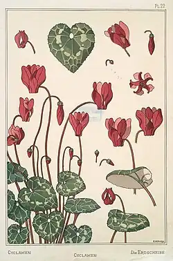 Le cyclamen (1896) - pl. 22