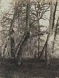 Hêtres, vers 1860.