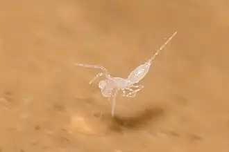 Description de l'image Eukoenenia strinatii (10.3897-subtbiol.42.75784) Figure 7.jpg.