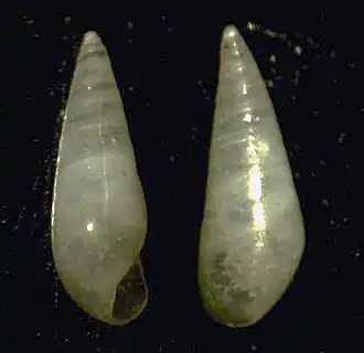 Melanella algoensis