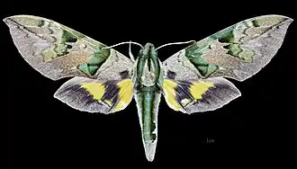 Apers de la femelle (coll.MHNT)