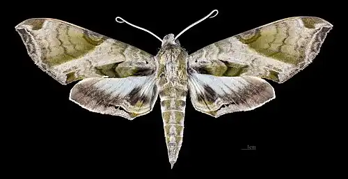 Avers de la femelle (coll.MHNT.)
