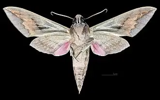 Revers du mâle (coll.MHNT)