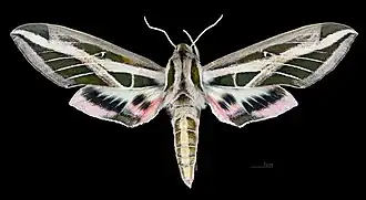 Apers de la femelle (coll.MHNT)