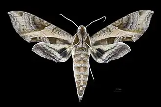 Description de cette image, également commentée ci-après