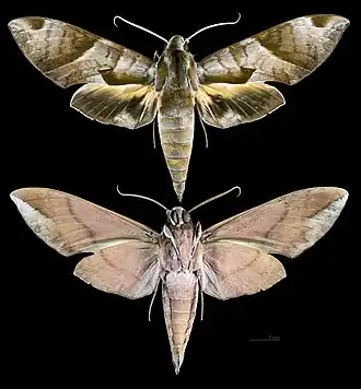 Description de cette image, également commentée ci-après