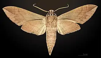 Eumorpha satellitia excessus - revers