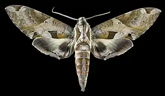 Eumorpha satellitia licaon - male face dorsale