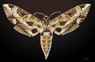 Eumorpha satellitia posticatus mâle - face dorsale