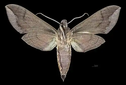 Revers du male(coll.MHNT)