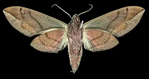 Revers de la femelle (coll.MHNT)