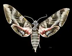 Face dorsale de la femelle (coll.MHNT)