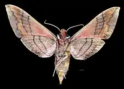 Face ventrale de la femelle (coll.MHNT)