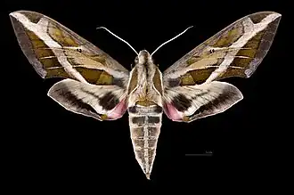 Eumorpha vitis fuscatus Avers de la femelle(coll.MHNT)