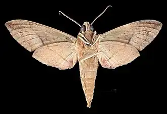 Eumorpha vitis fuscatusRevers du mâle(coll.MHNT)