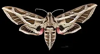 Apers de la femelle (coll.MHNT)