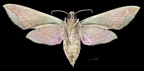 Revers de la femelle (coll.MHNT)