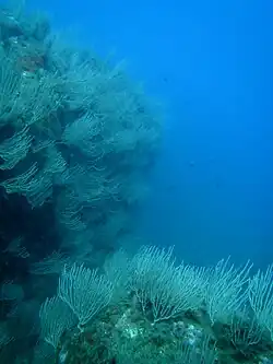 Eunicella singularis en Méditerranée.