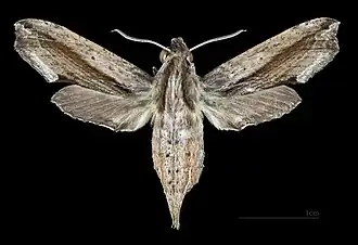 Avers de la femelle (coll.MHNT)