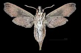 Revers de la femelle (coll.MHNT)