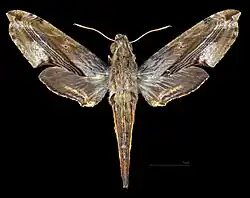 Avers de la femelle (coll.MHNT)