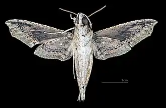 Revers du mâle (coll.MHNT)