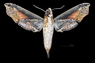 Face ventrale de la femelle (coll.MHNT)