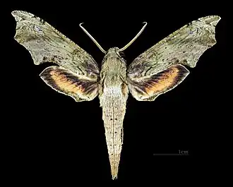 Description de cette image, également commentée ci-après