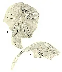 Eupatagus dyscritus.