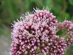 Eupatoire à feuilles de chanvre, dans la plaine des Brateaux.