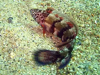 Eupetrichthys angustipes