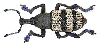 Description de l'image Eupholus albofasciatus (Heller, 1910) (2959457702).jpg.