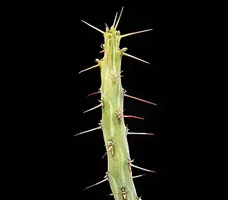 Euphorbia awashensis&nbsp;(es).