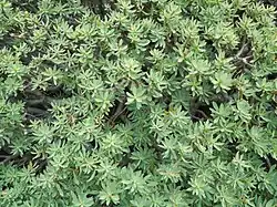 Feuilles en rosette de Euphorbia balsamifera.