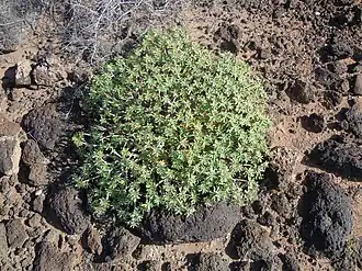 Euphorbia balsamifera.