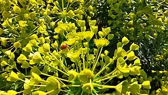 Au cimetière du Plomeux à Wasquehal (Nord (59)).